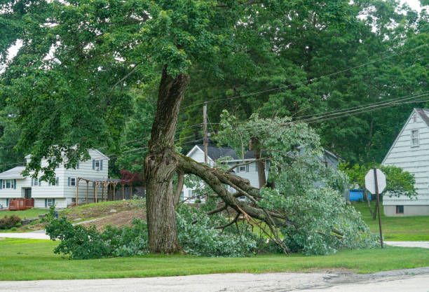 Best Storm Damage Tree Cleanup  in Circle Pines, MN