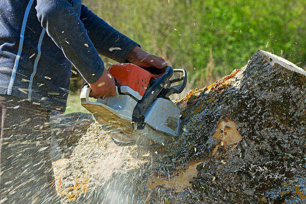 Best Tree Maintenance Programs  in Circle Pines, MN